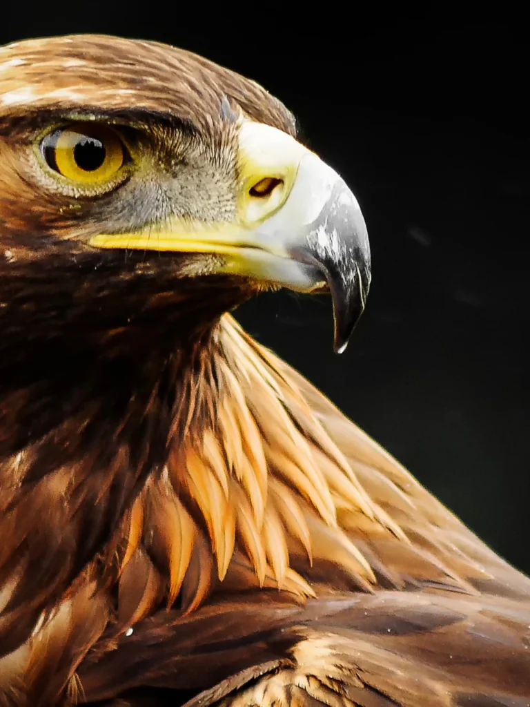 Make contact with us and let's soar like eagles.